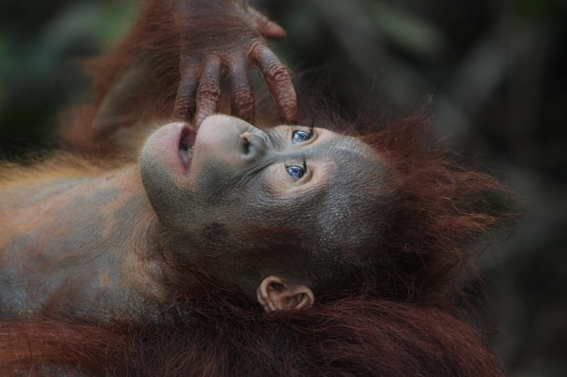 Orangutan in the jungle